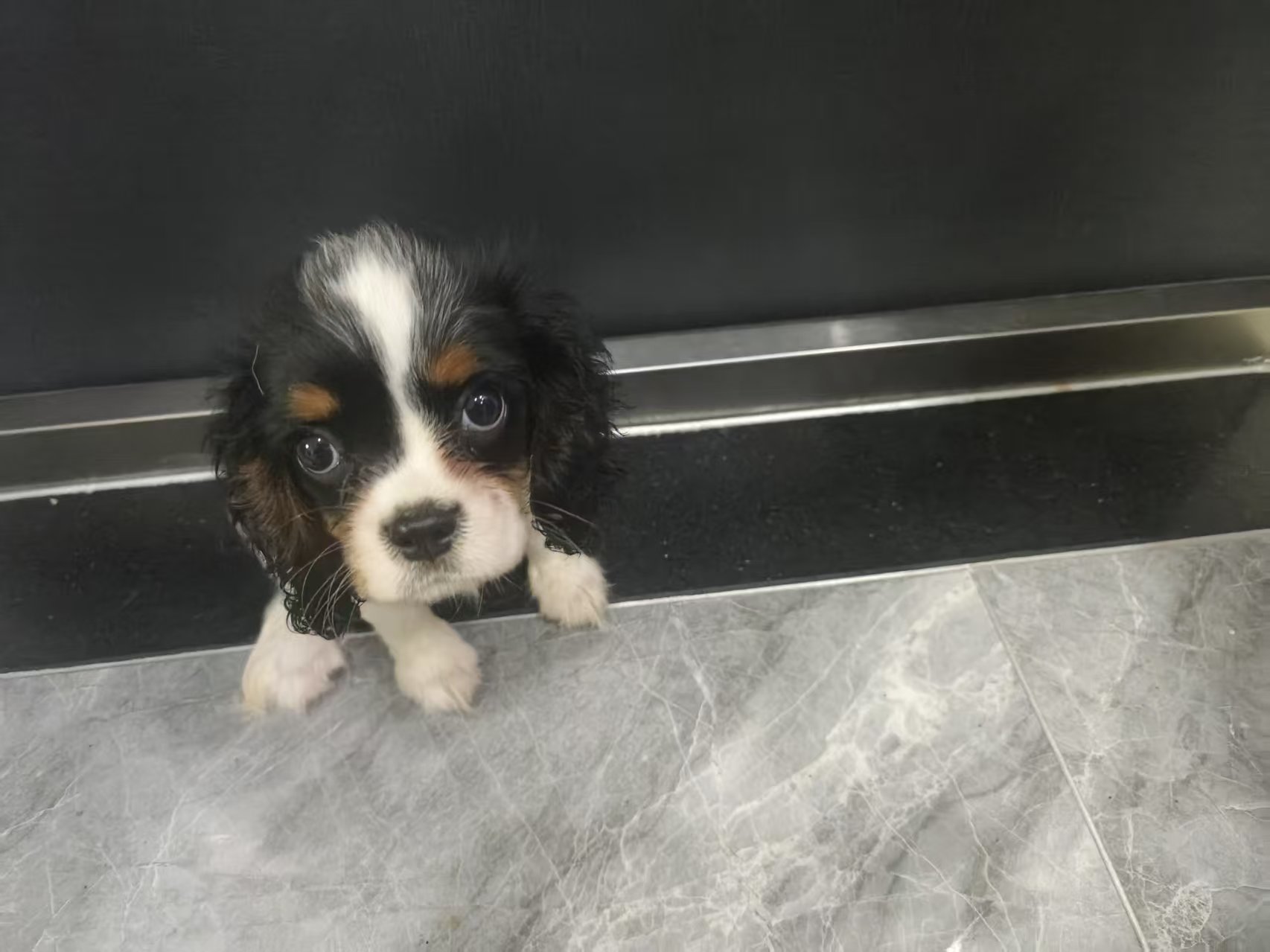 骑士查理王小猎犬